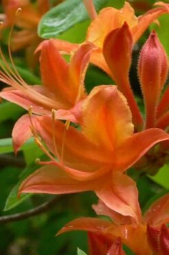 Flame Azalea (Rhododendron Calendulaceum) - 3 Gallon Pot 17 Flame Azalea (Rhododendron Calendulaceum) - 3 Gallon Pot -Azaleas Store Native Azalea Flame 4