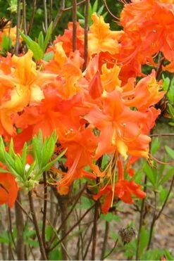 Frontier Gold Aromi Azalea (Rhododendron Hybrid) - 3 Gallon Pot -Azaleas Store Native Azalea Frontier Gold 2