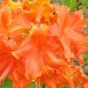 Frontier Gold Aromi Azalea (Rhododendron Hybrid) - 3 Gallon Pot 1 Frontier Gold Aromi Azalea (Rhododendron Hybrid) - 3 Gallon Pot -Azaleas Store Native Azalea Frontier Gold 3