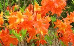 Frontier Gold Aromi Azalea (Rhododendron Hybrid) - 3 Gallon Pot -Azaleas Store Native Azalea Frontier Gold 4