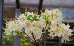 High Tide Aromi Azalea (Deciduous Rhododendron Hybrid) - 1 Gallon Pot -Azaleas Store Native Azalea High Tide 2