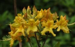 Jane's Gold Aromi Azalea (Rhododendron Hybrid) - 3 Gallon Pot -Azaleas Store Native Azalea Janes Gold 1