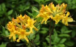 Jane's Gold Aromi Azalea (Rhododendron Hybrid) - 3 Gallon Pot -Azaleas Store Native Azalea Janes Gold 3