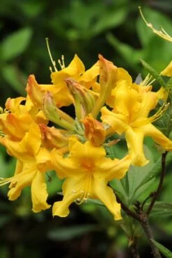 Jane's Gold Aromi Azalea (Rhododendron Hybrid) - 3 Gallon Pot -Azaleas Store Native Azalea Janes Gold 4