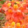 King's Trumpeter Aromi Azalea (Rhododendron Hybrid) - 3 Gallon Pot -Azaleas Store Native Azalea Kings Trumpeter 2
