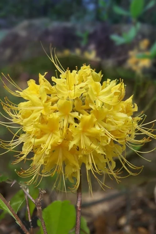 Lemon Lush Azalea (Rhododendron Austrinum) - 3 Gallon Pot 3 Lemon Lush Azalea (Rhododendron Austrinum) - 3 Gallon Pot