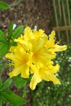 Lemonade Aromi Azalea (Rhododendron Hybrid) - 1 Gallon Pot -Azaleas Store Native Azalea Lemonade 10