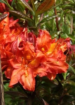 Mary Poppins Azalea (Rhododendron) - 5 Gallon Pot 10 Mary Poppins Azalea (Rhododendron) - 5 Gallon Pot -Azaleas Store Native Azalea Mary Poppins 5