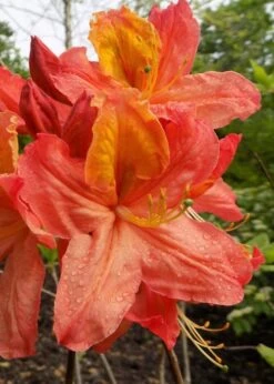 Mary Poppins Azalea (Rhododendron) - 5 Gallon Pot