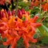 Oconee Native Azalea - Rhododendron Flammeum Speciosum - 1 Gallon Pot 1 Oconee Native Azalea - Rhododendron Flammeum Speciosum - 1 Gallon Pot -Azaleas Store Native Azalea Oconee Flammeum 11