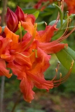 Oconee Native Azalea - Rhododendron Flammeum Speciosum - 1 Gallon Pot -Azaleas Store Native Azalea Oconee Flammeum 12