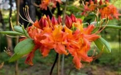 Oconee Native Azalea - Rhododendron Flammeum Speciosum - 1 Gallon Pot -Azaleas Store Native Azalea Oconee Flammeum 20