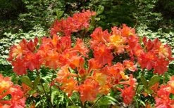Oconee Native Azalea - Rhododendron Flammeum Speciosum - 1 Gallon Pot -Azaleas Store Native Azalea Oconee Flammeum 4