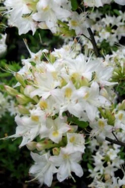 Pete McNees White Native Azalea - Rhododendron Albamanense - 3 Gallon Pot -Azaleas Store Native Azalea Pete McNees 1