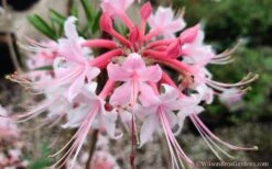 Varnadoes Phlox Pink Native Azalea - Rhododendron Canescens - 1 Gallon Pot -Azaleas Store Native Azalea Phlox Pink 30 1