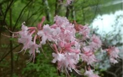 Pink Alabama Native Azalea - Rhododendron - 3 Gallon Pot 11 Pink Alabama Native Azalea - Rhododendron - 3 Gallon Pot -Azaleas Store Native Azalea Pink Alabamense 3