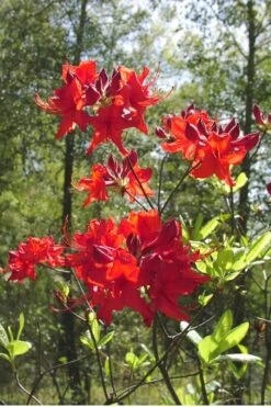 Radiant Red Aromi Azalea (Rhododendron Hybrid) - 2 Gallon Pot 9 Radiant Red Aromi Azalea (Rhododendron Hybrid) - 2 Gallon Pot -Azaleas Store Native Azalea Radiant Red 6