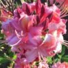Southern Sunset Aromi Azalea (Rhododendron Hybrid) - 3 Gallon Pot -Azaleas Store Native Azalea Southern Sunset 1