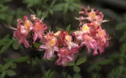 Southern Sunset Aromi Azalea (Rhododendron Hybrid) - 3 Gallon Pot -Azaleas Store Native Azalea Southern Sunset 4