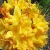 Spring Fanfare Aromi Azalea (Rhododendron Hybrid) - 3 Gallon Pot -Azaleas Store Native Azalea Spring Fanfare 2