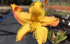 Spring Fanfare Aromi Azalea (Rhododendron Hybrid) - 1 Gallon Pot 9 Spring Fanfare Aromi Azalea (Rhododendron Hybrid) - 1 Gallon Pot -Azaleas Store Native Azalea Spring Fanfare 3 1