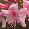Spring Sensation Aromi Azalea (Rhododendron Hybrid) - 3 Gallon Pot 2 Spring Sensation Aromi Azalea (Rhododendron Hybrid) - 3 Gallon Pot -Azaleas Store Native Azalea Spring Sensation 1 1