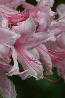 Spring Sensation Aromi Azalea (Rhododendron Hybrid) - 1 Gallon Pot -Azaleas Store Native Azalea Spring Sensation 2