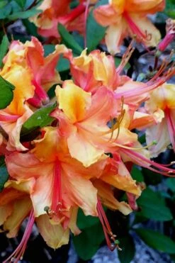 Tallulah Sunrise Native Azalea (Rhododendron) - 1 Gallon Pot -Azaleas Store Native Azalea Tallulah Sunrise 21
