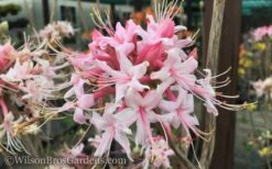 Varnadoes Phlox Pink Native Azalea - Rhododendron Canescens - 3 Gallon Pot -Azaleas Store Native Azalea Varnadoes Pink Phlox 50