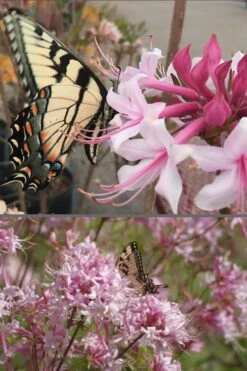 Varnadoes Phlox Pink Native Azalea - Rhododendron Canescens - 1 Gallon Pot -Azaleas Store Native Azalea Varnadoes Pink Phlox 55 1