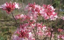 Varnadoes Phlox Pink Native Azalea - Rhododendron Canescens - 1 Gallon Pot -Azaleas Store Native Azalea Varnadoes pink Blooms 3 1