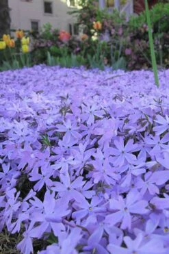 Emerald Cushion Blue Creeping Phlox - 1 Gallon Pot -Azaleas Store Phlox Emerald Blue 13