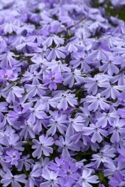 Emerald Cushion Blue Creeping Phlox - 1 Gallon Pot -Azaleas Store Phlox Emerald Blue 14