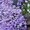 Emerald Cushion Blue Creeping Phlox - 1 Gallon Pot -Azaleas Store Phlox Emerald Blue 15
