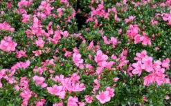 Chinzan Dwarf Azalea - 6 Pack Of 1 Gallon Pots -Azaleas Store Picture Azalea Chinzan 1