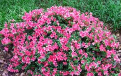 Chinzan Dwarf Azalea - 6 Pack Of 1 Gallon Pots -Azaleas Store Picture Azalea Chinzan 2 1