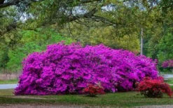 Formosa Southern Indica Azalea - 1 Gallon Pot -Azaleas Store Picture Azlea Formosa Shrub 5