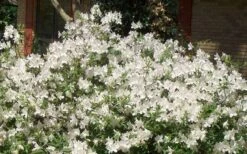 Mrs. G.G. Gerbing White Southern Indica Azalea - 7 Gallon Pot -Azaleas Store Picture Azlea GG Gerbing 1 1
