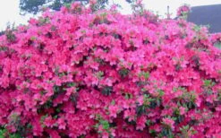 Judge Solomon Southern Indica Azalea - 3 Gallon Pot 9 Judge Solomon Southern Indica Azalea - 3 Gallon Pot -Azaleas Store Picture Azlea Judge Solomon Flowers