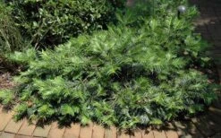 Creeping Japanese Plum Yew (Cephalotaxus Harringtonia 'Prostrata') - 3 Gallon Pot 16 Creeping Japanese Plum Yew (Cephalotaxus Harringtonia 'Prostrata') - 3 Gallon Pot -Azaleas Store Picture Creeping Yew