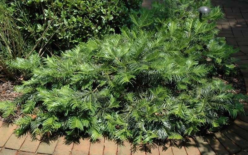 Creeping Japanese Plum Yew (Cephalotaxus Harringtonia 'Prostrata') - 3 Gallon Pot 9 Creeping Japanese Plum Yew (Cephalotaxus Harringtonia 'Prostrata') - 3 Gallon Pot - Image 7