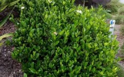 August Beauty Gardenia - 1 Gallon Pot -Azaleas Store Picture Gardenia August Beauty