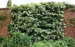 Climbing Hydrangea 'Petiolaris' - 1 Gallon Pot (2.5-3') 21 Climbing Hydrangea 'Petiolaris' - 1 Gallon Pot (2.5-3') -Azaleas Store Picture Hydrangea Climbing Petiolaris 5