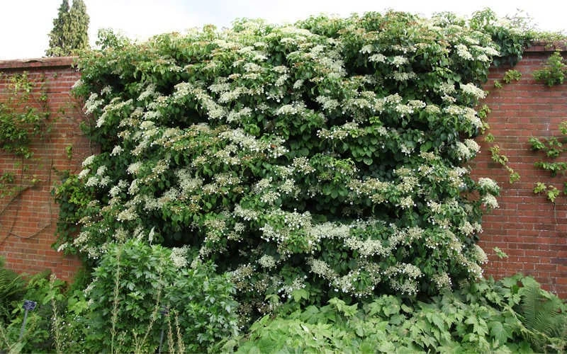 Climbing Hydrangea 'Petiolaris' - 1 Gallon Pot (2.5-3') 11 Climbing Hydrangea 'Petiolaris' - 1 Gallon Pot (2.5-3') - Image 9