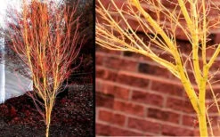 Bihou Yellow Bark Japanese Maple - 1 Gallon Pot -Azaleas Store Picture Japanese Maple Bihou 1