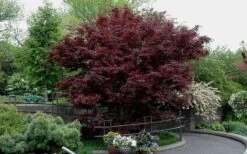 Bloodgood Red Leaf Japanese Maple - 2 Gallon Pot -Azaleas Store Picture Japanese Maple Bloodgood tree 2
