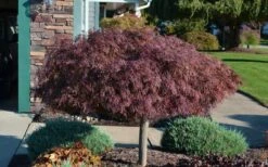 Crimson Queen Dwarf Japanese Maple (High Graft Tree Form) - 1 Gallon Pot 14 Crimson Queen Dwarf Japanese Maple (High Graft Tree Form) - 1 Gallon Pot -Azaleas Store Picture Japanese Maple Crimson Queen 1