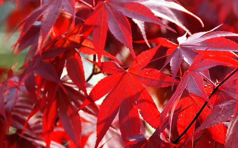 Fireglow Red Leaf Japanese Maple - 2 Gallon Pot 9 Fireglow Red Leaf Japanese Maple - 2 Gallon Pot - Image 7