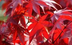 Fireglow Red Leaf Japanese Maple - 5 Gallon Pot (4.5-5.5') 16 Fireglow Red Leaf Japanese Maple - 5 Gallon Pot (4.5-5.5') -Azaleas Store Picture Japanese Maple Fireglow 2