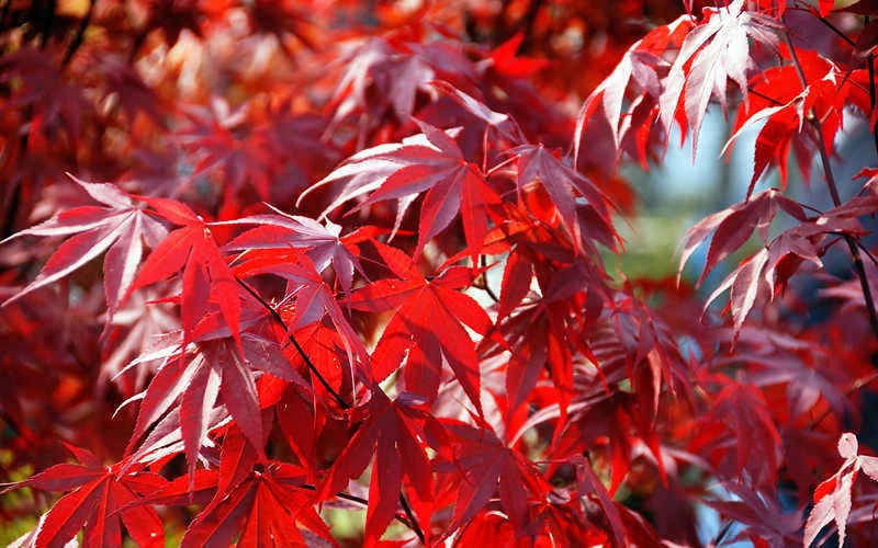 Fireglow Red Leaf Japanese Maple - 2 Gallon Pot 10 Fireglow Red Leaf Japanese Maple - 2 Gallon Pot - Image 8